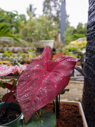 Niah Florist - Kota Singkawang