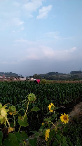 Jl. Alternatif Batu Malang, Torongrejo, Kec. Junrejo, Kota Batu, Jawa Timur 65325