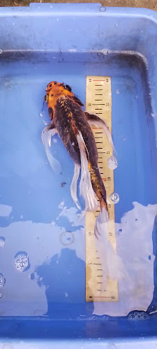 Opinii despre Koun sahabat koi în Kota Denpasar - Gastronomi dan perhotelan