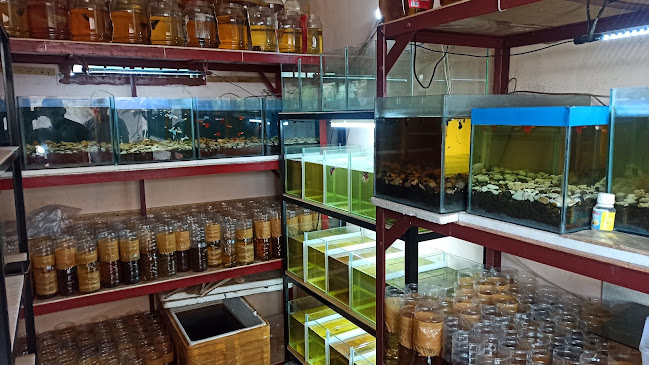 Golden Fish Farm - Kota Palembang