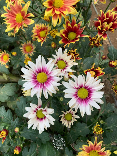 Comentarii opinii despre Greenhouse om Marten Manua