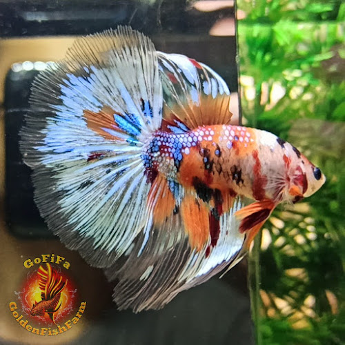 Golden Fish Farm - Kota Palembang