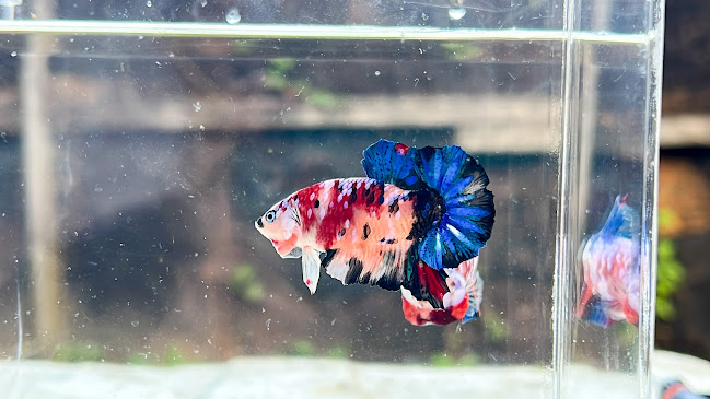 Comentarii opinii despre Ceka Family Farm