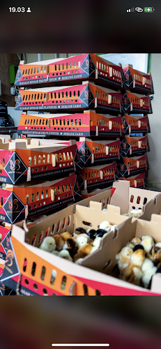 Dulluthfi Farm,Distributor pusat pembelian pakan/DOC-DOD nusantara - Surabaya