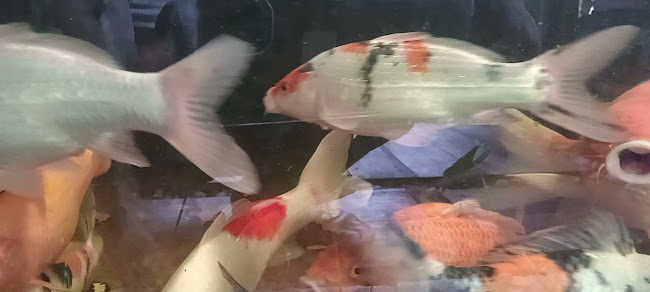 Comentarii opinii despre Warung Kopi Ngangeni