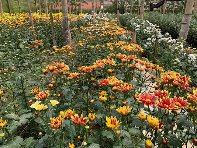 Opinii despre Greenhouse om Marten Manua în Kota Tomohon - Gastronomi dan perhotelan