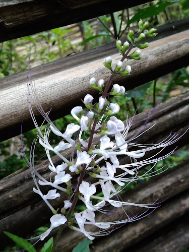 Audy Cafe - Kota Medan