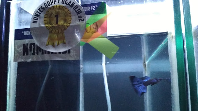 Opinii despre dr.guppy farm Palembang în Kota Palembang - Gastronomi dan perhotelan