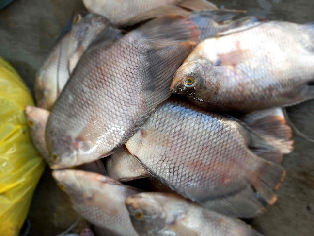 Jl. Yos Sudarso No.40, Menteng, Kec. Jekan Raya, Kota Palangka Raya, Kalimantan Tengah 73112