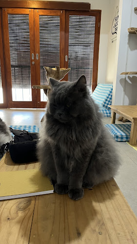 Cat cafe RUMAH KUCING FREYA - Gastronomi dan perhotelan
