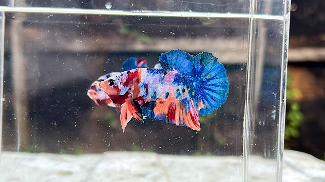 Ceka Family Farm - Kota Sorong