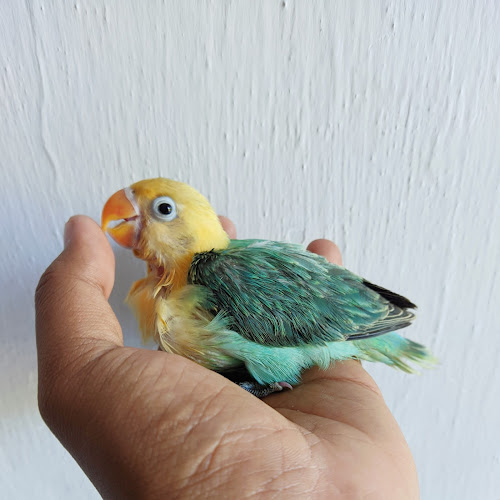 Rollink Channa Probolinggo - Kota Probolinggo