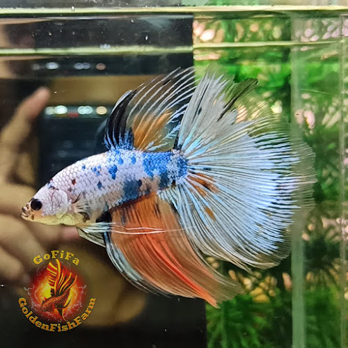 Golden Fish Farm - Gastronomi dan perhotelan