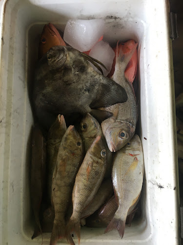 Comentarii opinii despre RM Paotere