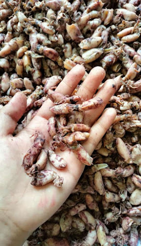 Comentarii opinii despre MAMA KHAS BANJAR, Minimarket Ikan Asin Telang Tenggiri & Oleh-Oleh Khas Banjar