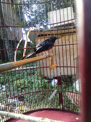 Pasar Sukawinatan - Kota Palembang