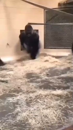 Opinii despre Kopi MAMA în Kota Medan - Gastronomi dan perhotelan