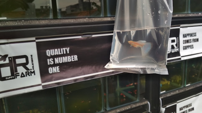 Opinii despre dr.guppy farm Palembang în Kota Palembang - Gastronomi dan perhotelan