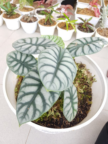 Comentarii opinii despre Niah Florist