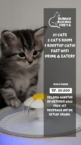 Opinii despre Cat cafe RUMAH KUCING FREYA în Kota Denpasar - Gastronomi dan perhotelan