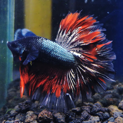 Opinii despre Toko cupang hias dumai riau în Kota Dumai - Gastronomi dan perhotelan