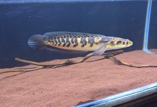 Rollink Channa Probolinggo - Gastronomi dan perhotelan