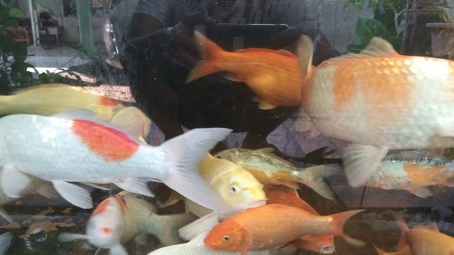 Opinii despre Warung Kopi Ngangeni în Kota Madiun - Gastronomi dan perhotelan