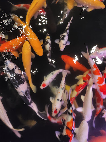 Opinii despre Koi Cafe în Kota Pematang Siantar - Gastronomi dan perhotelan