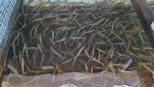 SANG SEAFOOD (SURABAYA BARAT)