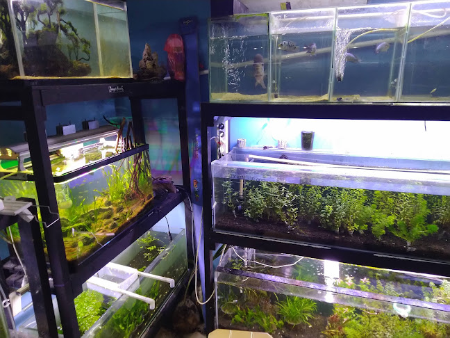 Comentarii opinii despre Wr. Ayam Kremes Endang Joko cabang MT Haryono