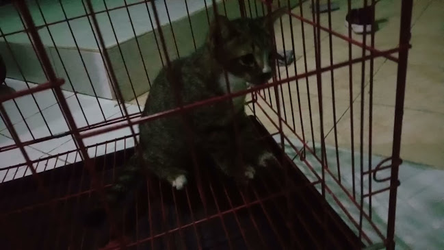 Angkringan Lelungguhan - Kota Magelang