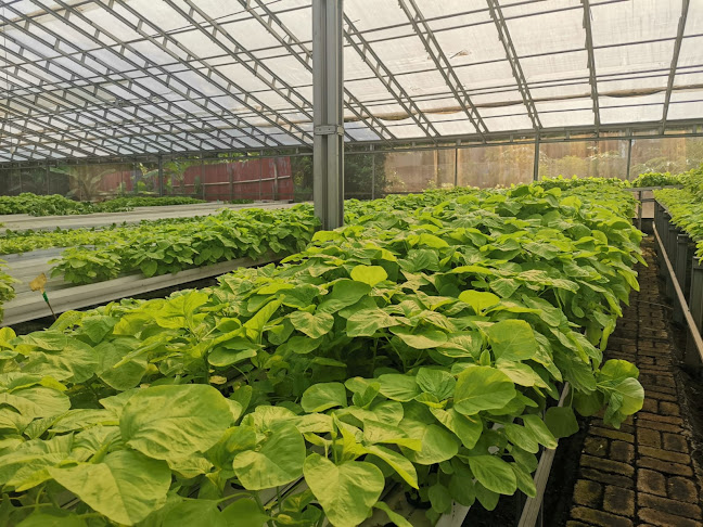 Teratai Cafe & Resto