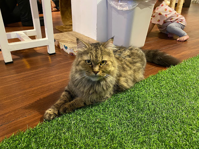 Comentarii opinii despre Cat'O Cafe Balikpapan