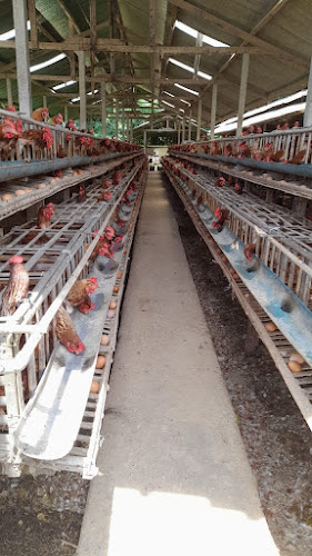 JUAL AYAM MERAH DENPASAR