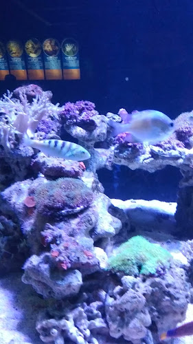 Comentarii opinii despre Janji Jiwa & Jiwa Toast Jilid 875 - Jawa Timur Park 2