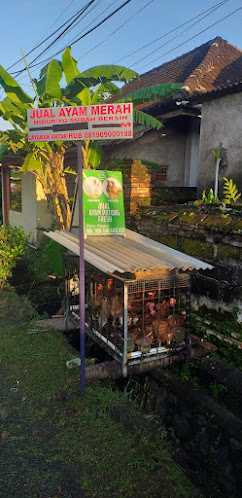 JUAL AYAM MERAH DENPASAR