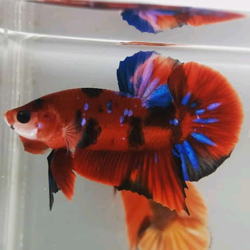 Toko cupang hias dumai riau - Kota Dumai