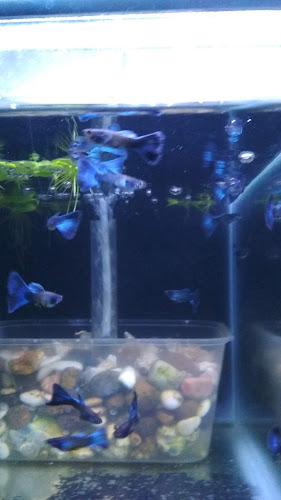 Comentarii opinii despre dr.guppy farm Palembang