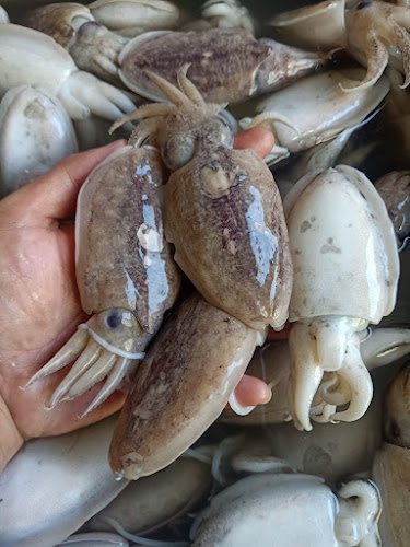 Comentarii opinii despre Lelong makassar online