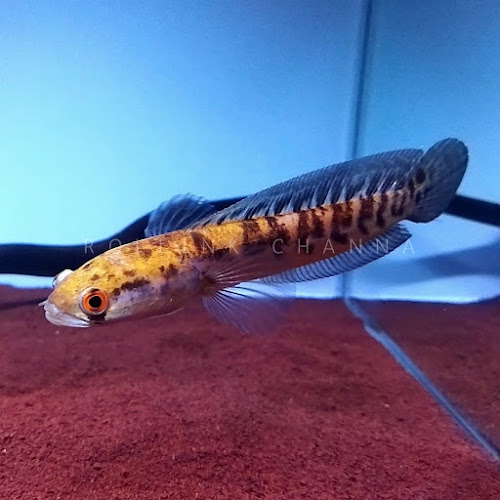 Comentarii opinii despre Rollink Channa Probolinggo