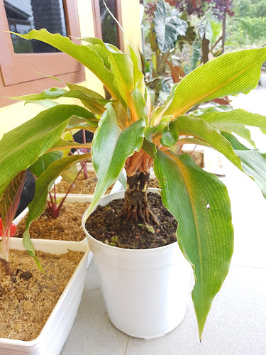 Opinii despre Niah Florist în Kota Singkawang - Gastronomi dan perhotelan