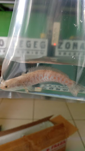 Ceka Family Farm - Kota Sorong