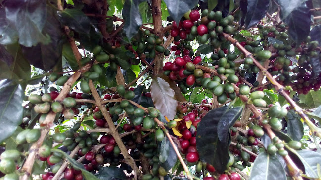 SUNROSE ORGANIC SHOP - Kota Medan