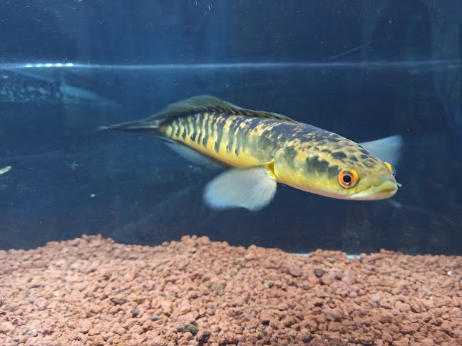 Glory Snakehead - Gastronomi dan perhotelan