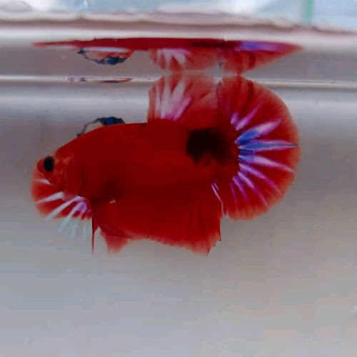 Toko cupang hias dumai riau - Gastronomi dan perhotelan