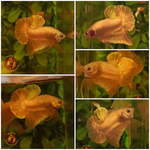 Comentarii opinii despre Golden Fish Farm