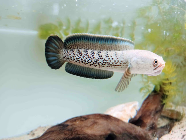 34B, Jl. Cibunut No.275, RT.2/RW.11, Kb. Pisang, Kec. Sumur Bandung, Kota Bandung, Jawa Barat 40112