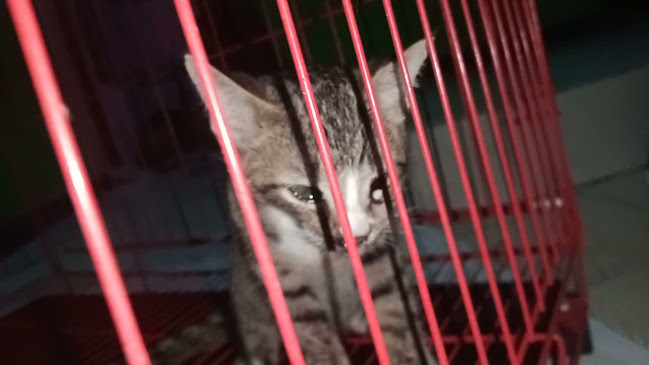 Angkringan Lelungguhan - Gastronomi dan perhotelan