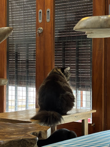 Cat cafe RUMAH KUCING FREYA