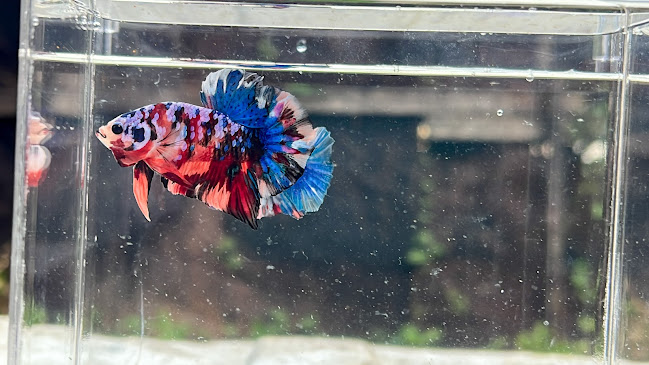 Jl. Danau Wam, Kampung Salak, Klawasi, Distrik Sorong Barat, Kota Sorong, Papua Bar. 98412